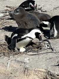 Sandy Penguins 🐧 
