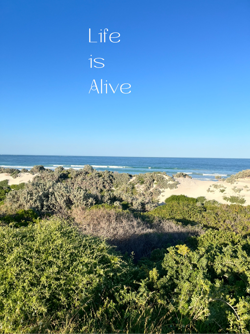 The African Reef View