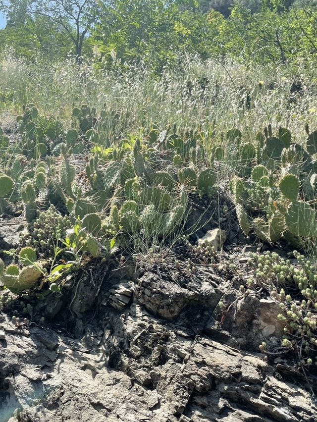 【ジョージア🇬🇪/自然豊かな巨大な植物園 】