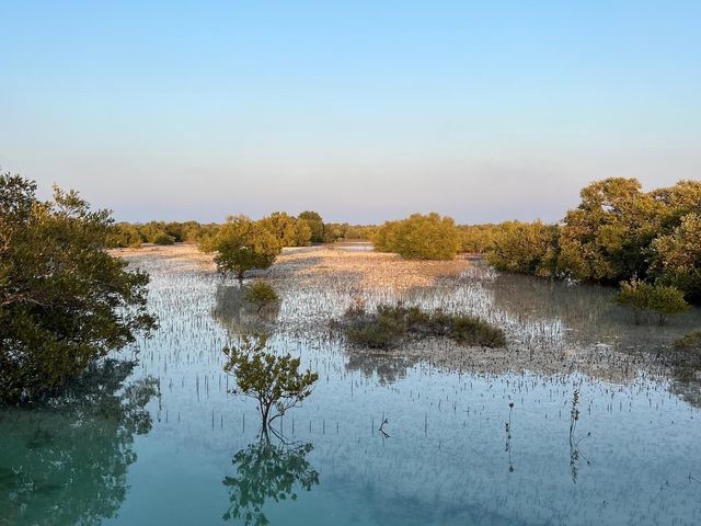 Abu Dhabi Mangroves 😍