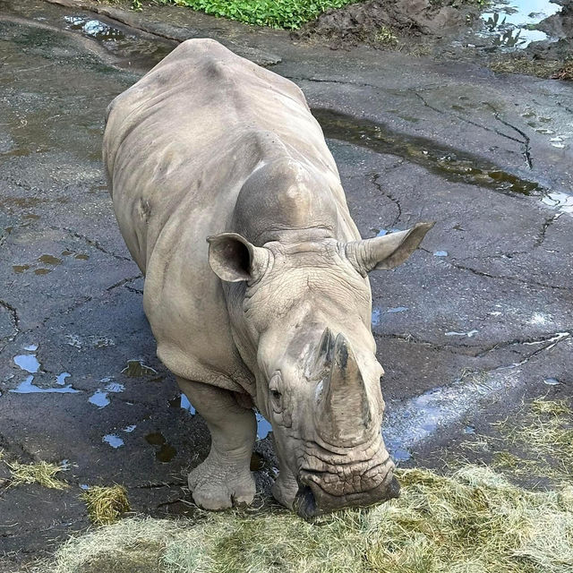 Such a beautiful Zoo 🐘🦒