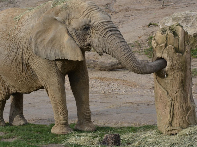 ZooParc de Beauval 🐘