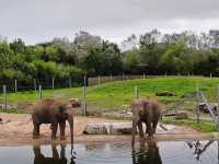 Blackpool Zoo 🐘🦒