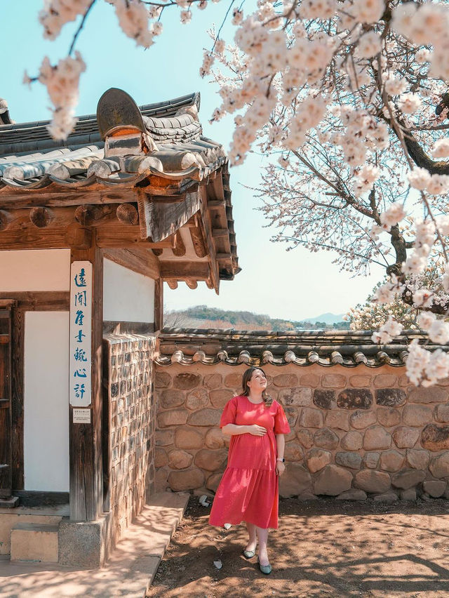 🌸 추사고택 💕