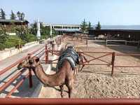 Camel Park Sunny Beach 🗺️