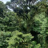 A walk through the cloud forest 