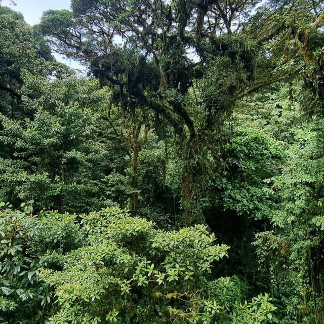 A walk through the cloud forest 