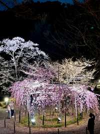 Beautiful Kyoto