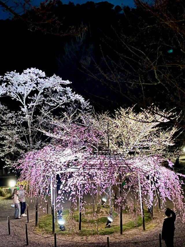 Beautiful Kyoto