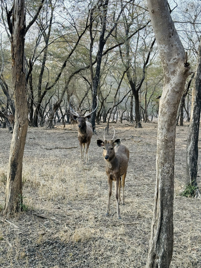 Wildlife Spotting in India 🐅