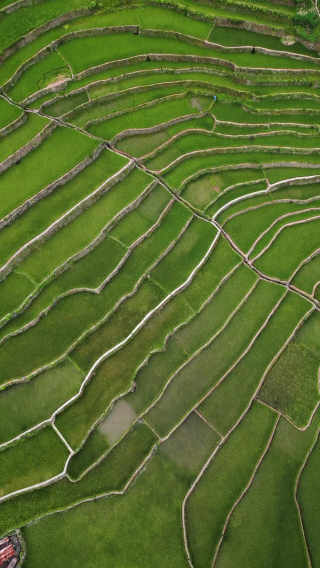 🌾 Batad Rice Terraces – The Amphitheater of the Ancients
