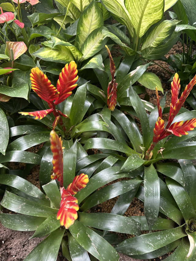 Shanghai Botanical Garden