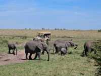Wild Hearts & Golden Horizons: Fall Safari in Kenya