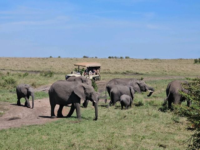 Wild Hearts & Golden Horizons: Fall Safari in Kenya Wild Hearts & Golden Horizons: Fall Safari in Kenya