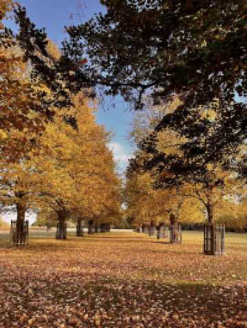 🍁 Bushy Park – Autumn Serenity in a Royal Landscape 🌿🦌