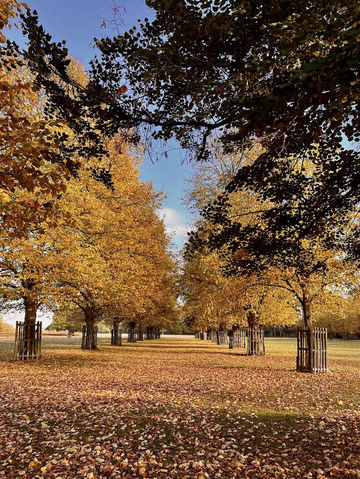 🍁 Bushy Park – Autumn Serenity in a Royal Landscape 🌿🦌
