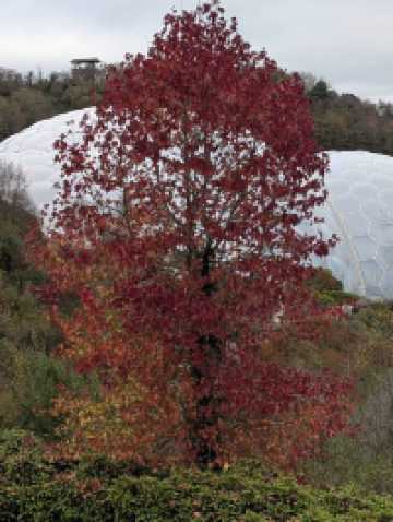 A gentle seasonal introduction to wonder 🍁✨