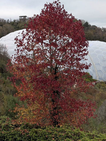 A gentle seasonal introduction to wonder 🍁✨