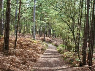 英國林伍德沼澤谷鄉村公園