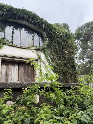 🌿 A Hidden Paradise Above the Black Sea – Batumi Botanical Garden