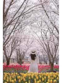 Niche Cherry Blossom Viewing Spot 