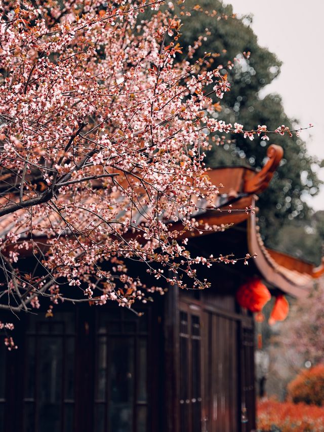 Chaoshan - A Lovely Scenic Spring Spot ⛰️🌸