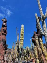 Las Vegas - Cactus Botanical Garden