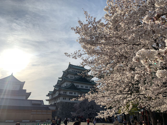 2019 Nagoya's cherry blossoms are in full bloom, as they say, even more beautiful than Kyoto.