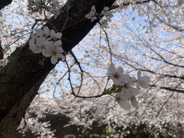 Cherry Blossom Season Japan Tour: Fushimi, Kyoto.