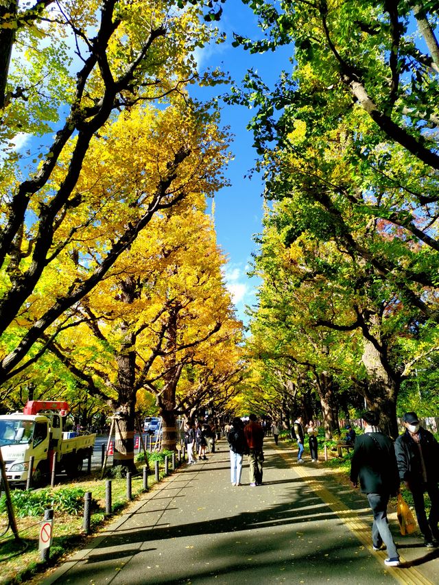 สวนภายนอก Meiji Jingu Ginkgo Boulevard โตเกียว