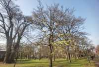 北海道大學校園—關不住的滿園秋色