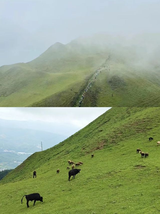 鳳龍山-入門級徒步路線