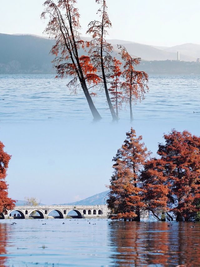 海鷗、日出、大海和紅杉樹，就是一整個浪漫……