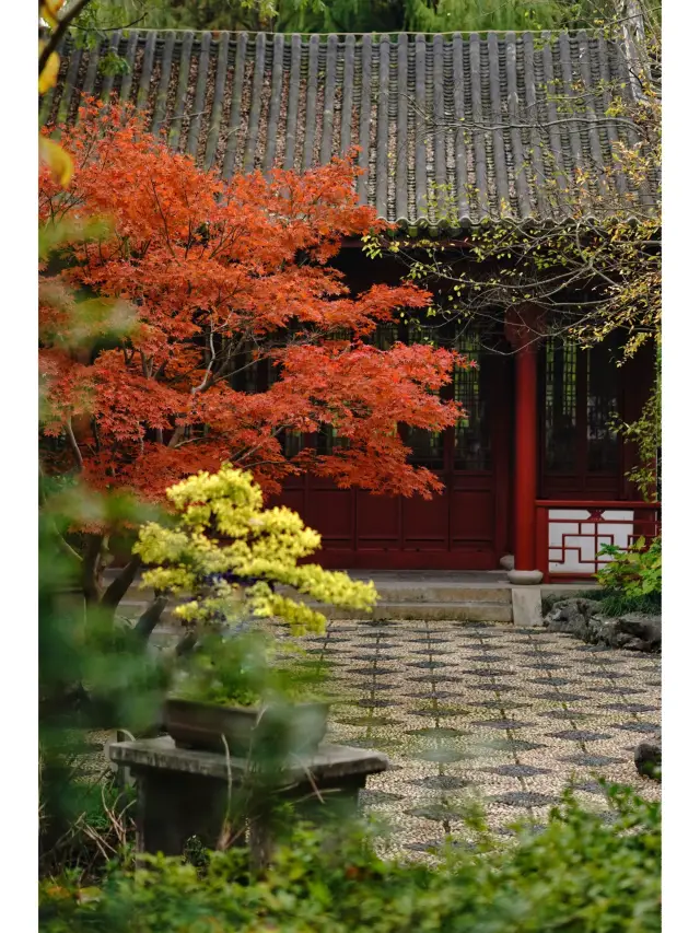 Gu Hua Garden | Shanghai, you are confused if you don't promote this place