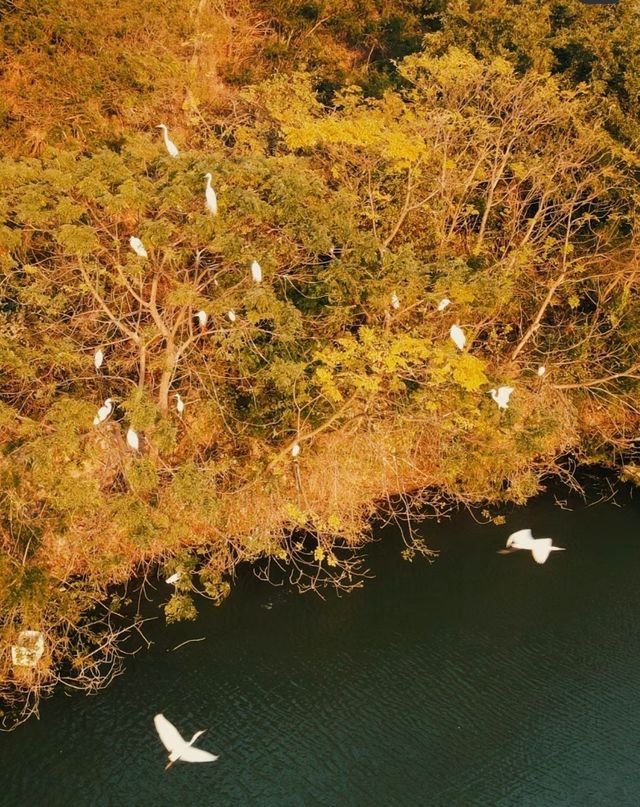 邂逅自然之美——海豐縣大湖鎮濕地公園