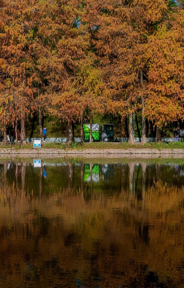 冬日陽光下，廣州天河公園的落羽杉可美