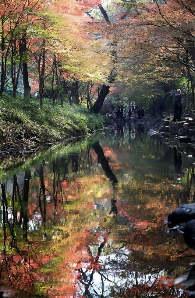 The best viewing period for the Nine Creeks in Misty Forest has arrived