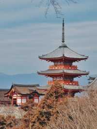 日本京都｜寺廟與神社並存的人文大城