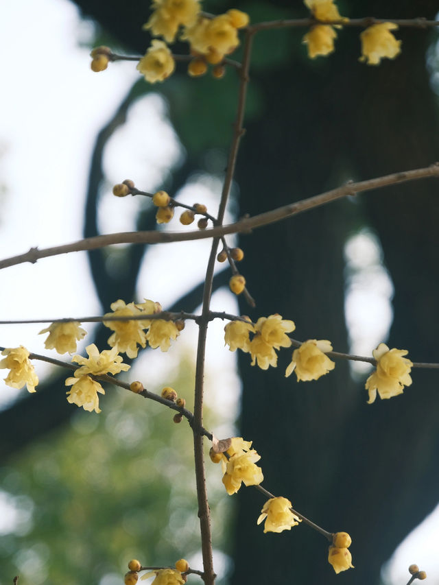 誰說上海不江南，上海市區的桂林公園申請出戰！