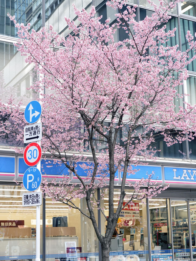 能救一個是一個早櫻·日本橋·室町