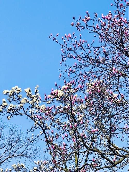 杭州的玉蘭花盛開｜分享9個絕美的賞花地點