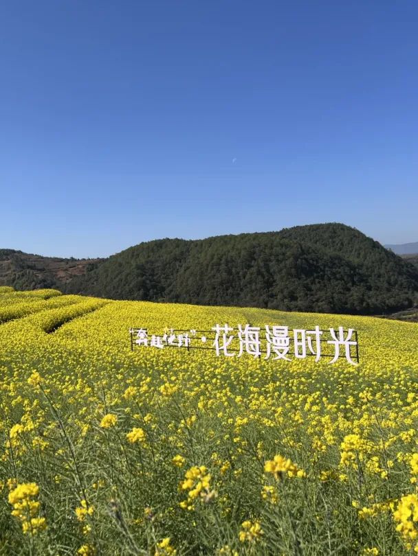 春日裡的金色浪漫昆明油菜花海