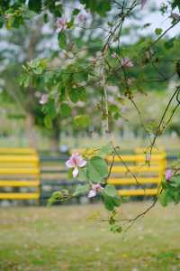 春遊記｜花開實況！大學城賞花踏青遛娃露營