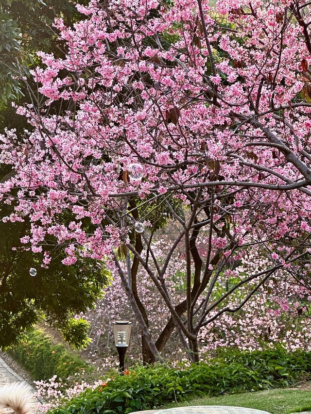 被99%廈門人忽略的櫻花園！（3月23日實況）