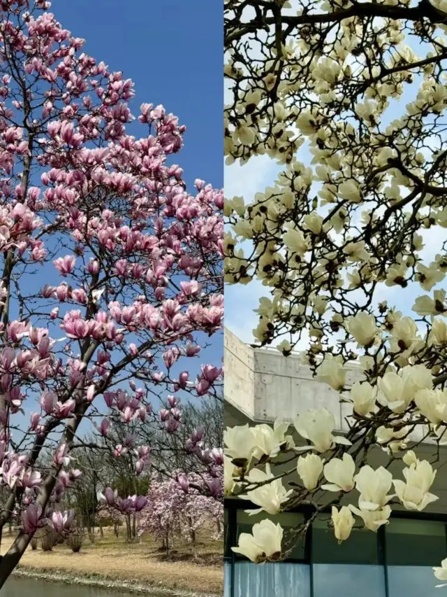 Chenshan Botanical Garden - The next wave of cherry blossoms is ready to burst forth!