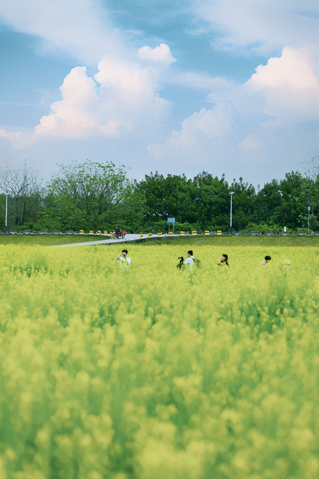 在廣州白雲區，好大一片油菜花海