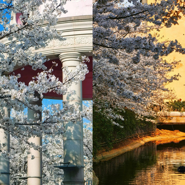 長沙｜櫻花大道·晚安文化公園