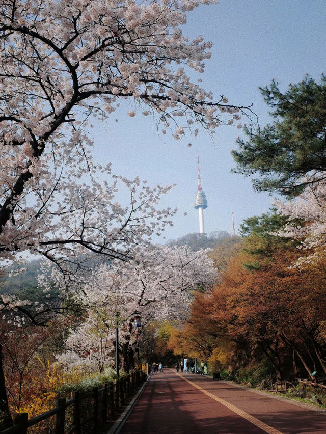 Seoul Stunning Namsan Tower 🌸