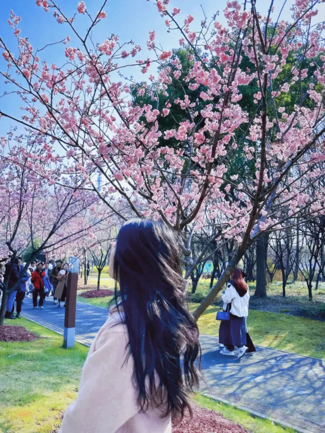 상하이 구촌공원에서는 공기가 모두 벚꽃 향기가 납니다