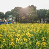 Yellow fields of Wuhan 🌼🦋